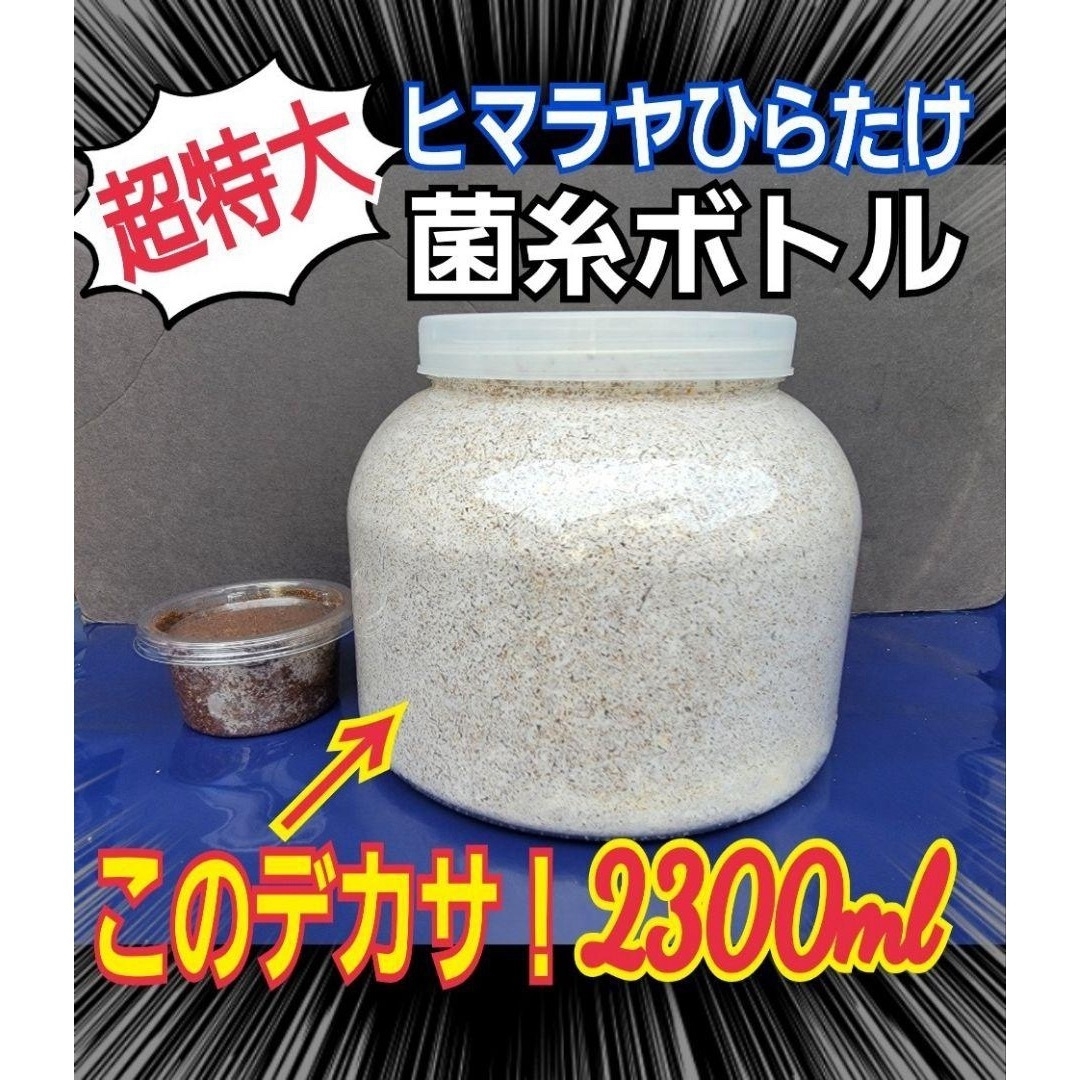 約8％容量超特大菌糸瓶2300ml 【6本セット】ヒマラヤひらたけ菌　ギネス狙いにどうぞ！