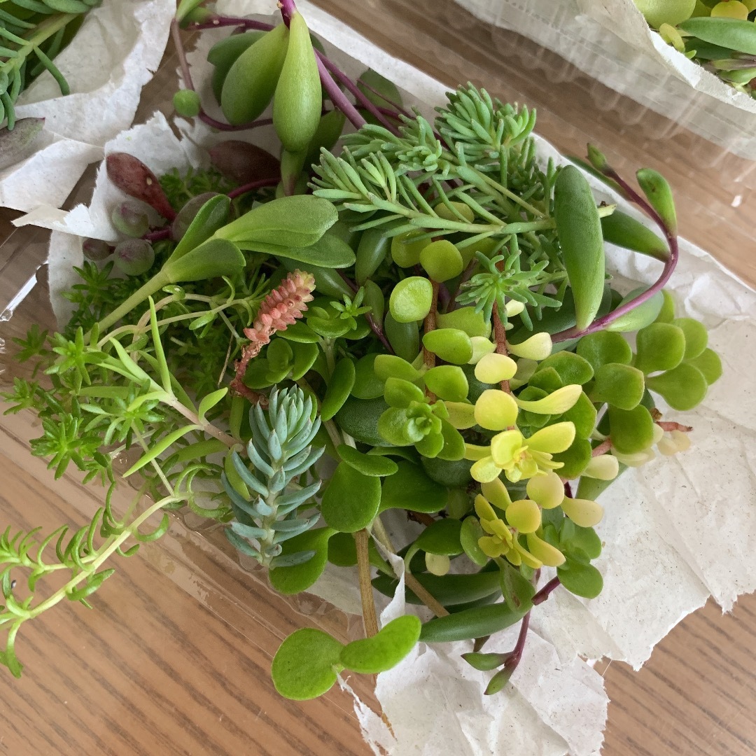 多肉植物　カット苗　1パック 希望あれば育て方送ります　セダム  セット ハンドメイドのフラワー/ガーデン(その他)の商品写真