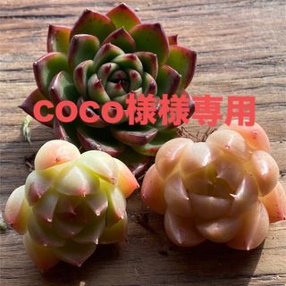 coco様専用(その他)