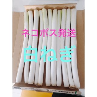 秋田県能代市産！　白ねぎ　サイズミックス(野菜)