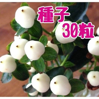 【種子】ヒペリカム マジカルホワイト 種子 (30粒)(その他)