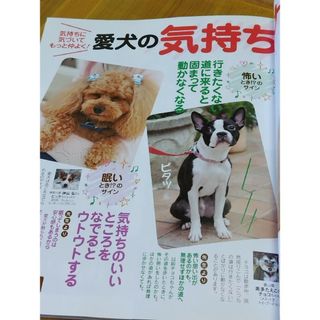 いぬのきもち2009年10月vol.89　しつけ　トレーニング 愛犬　散歩(その他)