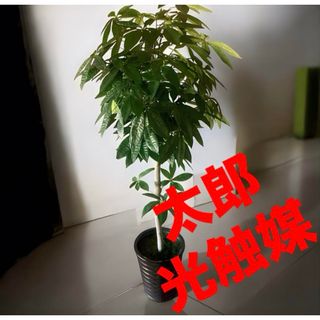 光触媒　人工観葉植物　ウォールグリーン　フェイクグリーン　パキラ15767(置物)