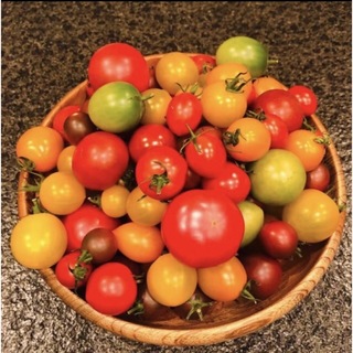 カラフルミニトマト　種子　20粒　ミックス(プランター)