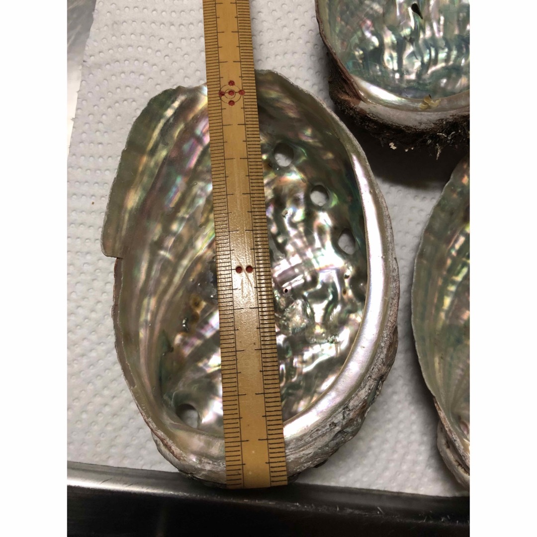 アワビ 貝殻 ハンドメイドの素材/材料(各種パーツ)の商品写真