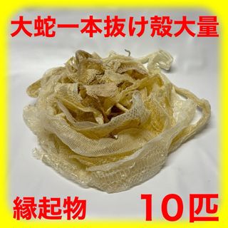 蛇 白蛇 大蛇 抜け殻 脱皮 一本抜け殻 まとめ売り(爬虫類/両生類用品)