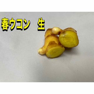 春ウコン  生  　食用　増量　(農薬不使用) ネコポス  約700g(野菜)