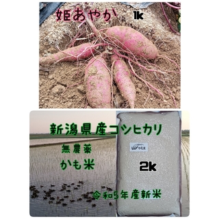 コシヒカリ 10kg ※ 無農薬 玄米 日本国産 農家直送 美容健康 即日配送無農薬米