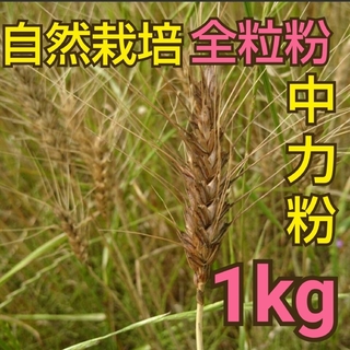 自然栽培 全粒粉中力粉 1kg 熊本県産(野菜)