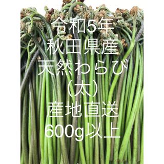 令和5年 秋田県産 天然わらび塩漬け（太）        600g以上産地直送(野菜)