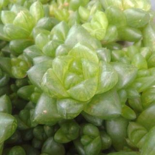 可愛い多肉植物 ハオルチア美苗ウンブラティコラポット全部(その他)