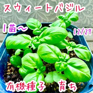 有機種子　スウィートバジル　苗　バジル　無農薬　有機栽培　バジル　ハーブ(野菜)