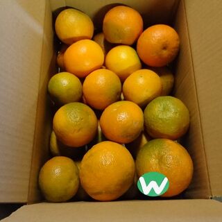 w 和歌山県有田産 w　橙　加工用　混合サイズ　４．５ｋｇ(フルーツ)