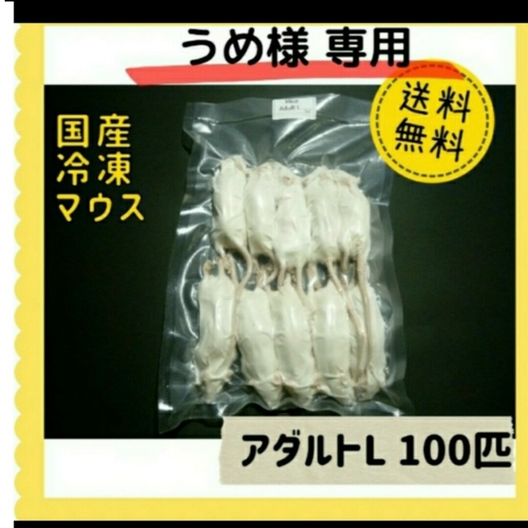 国産マウス産冷凍 アダルトL 100匹 ペット用品 国産マウス産冷凍 アダルトL 100匹 ペット用品