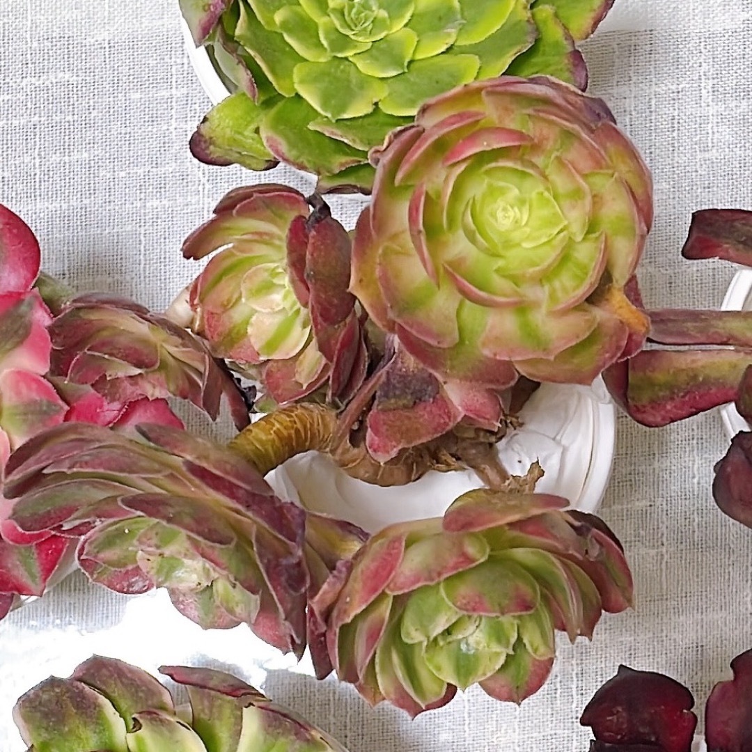 №138 多肉植物 アエオニウム 6苗セット 群生入りの通販 by M's №138 多肉植物 アエオニウム 6苗セット 群生入りの通販 by M's