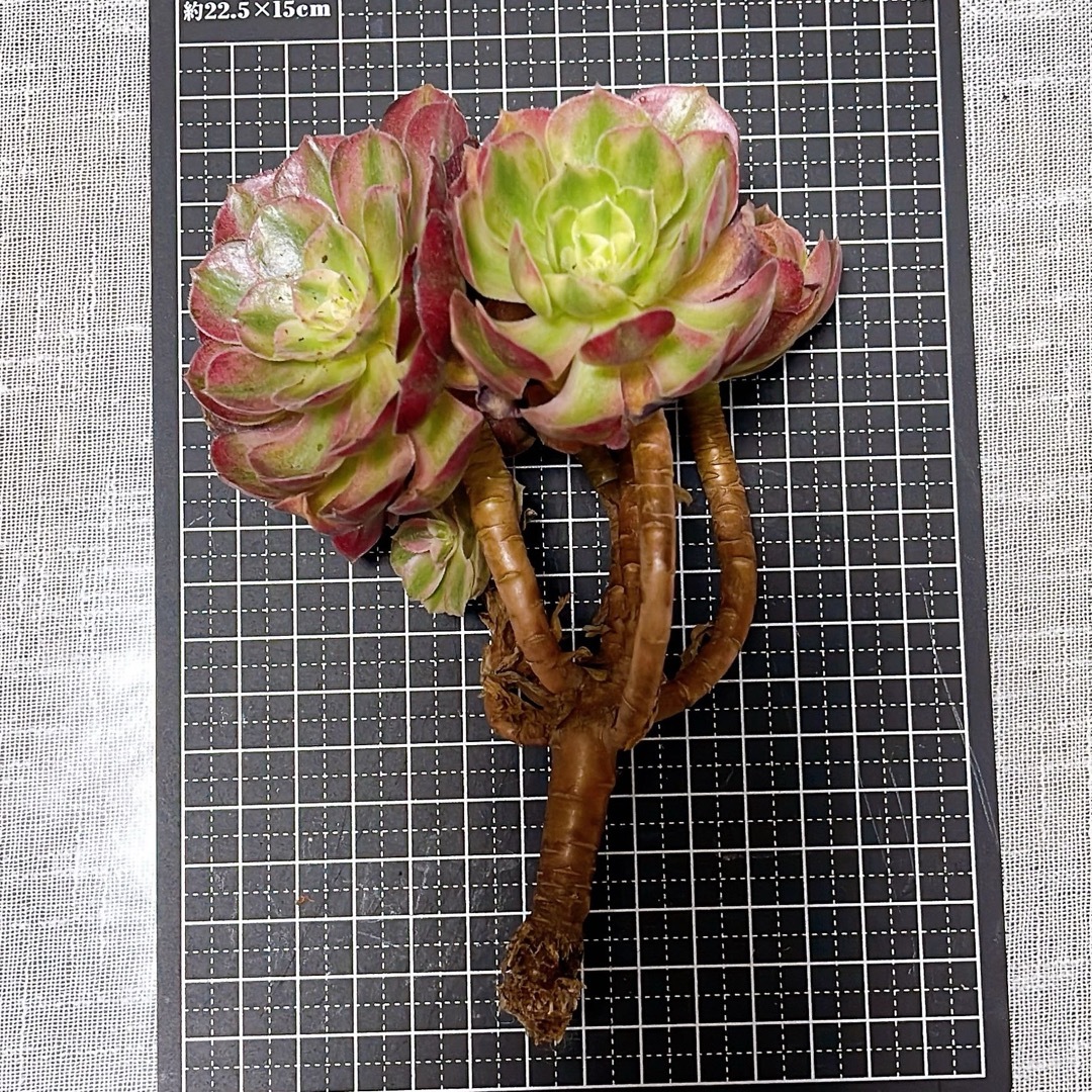№138 多肉植物 アエオニウム 6苗セット 群生入りの通販 by M's №138 多肉植物 アエオニウム 6苗セット 群生入りの通販 by M's