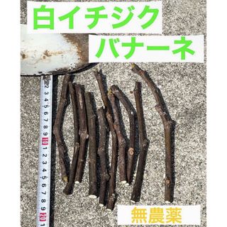 【完全無農薬】フランス原種　高級イチジク（バナーネ）　挿し木　枝　5本(フルーツ)