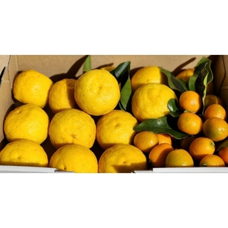 静岡県産　農薬不使用　柚子&金柑　とれたて柑橘箱いっぱい(フルーツ)