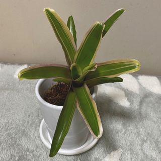 観葉植物　ネオレゲリア　ファイヤーボール　(その他)