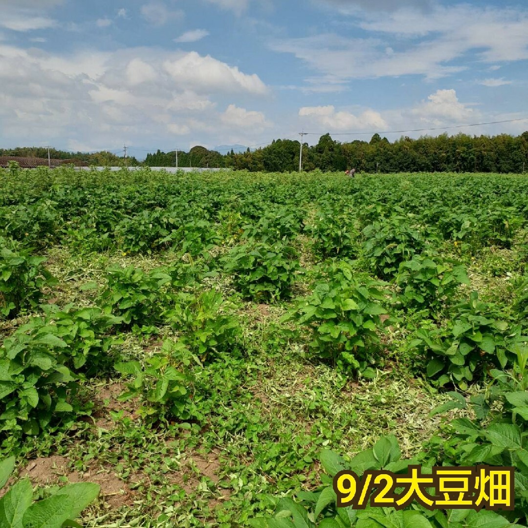 自然栽培 幻の大豆 『八天狗』10kg 熊本県産 食品/飲料/酒の食品(野菜)の商品写真