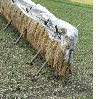 令和5年産栃木県特一等米コシヒカリ３０キロ玄米無農薬のお米です(米/穀物)