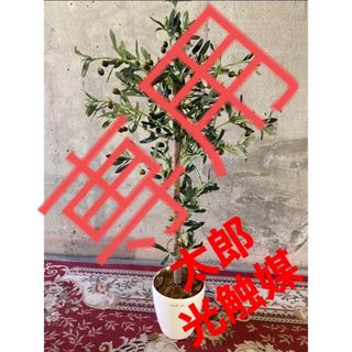 光触媒　人工観葉植物　ウォールグリーン　フェイクグリーン　オリーブ11057(置物)