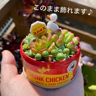 多肉植物　そのまま飾れる　寄せ植え　カット苗　缶詰風　ビンテージ　レトロ(その他)