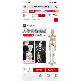 人体骨格模型(模型/プラモデル)