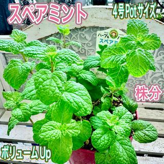 スペアミント　苗　株分　ボリューム　しっかり茎　丈夫な苗　無農薬　ハーブ　ミント(その他)