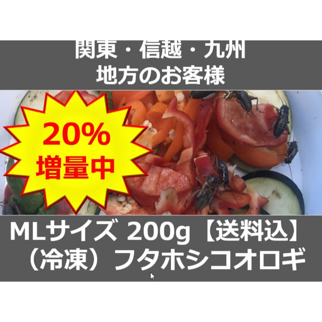 【関東・信越・九州の方】冷凍コオロギ240ｇMLサイズ　（フタホシコオロギ） その他のペット用品(爬虫類/両生類用品)の商品写真