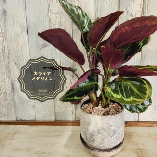 観葉植物　カラテア メダリオン(その他)