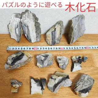 木化石の通販 100点以上 | フリマアプリ ラクマ