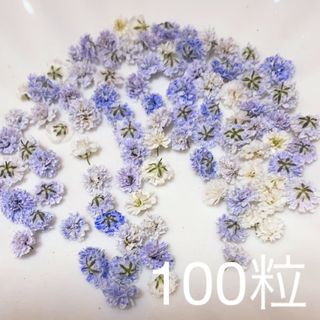 (01)かすみ草ドライフラワー100粒(ドライフラワー)