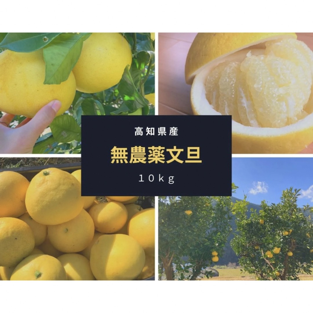 【自然栽培】高知県産　土佐文旦 MLサイズ混合　10kg 食品/飲料/酒の食品(フルーツ)の商品写真