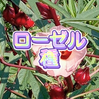 【春まき】ローゼル　種　　100ケ(野菜)
