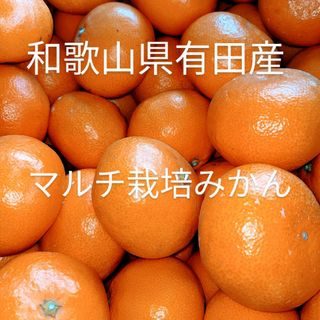 和歌山県有田産　マルチ栽培みかん5kg(フルーツ)