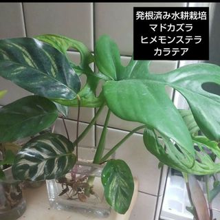 姫モンステラ、マドカズラ、カラテア お洒落植物水耕栽培セット ポトス1本おまけ(その他)