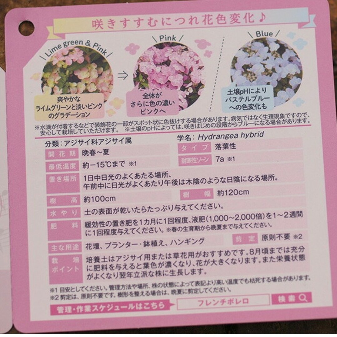 宿根草多根草ハイランジア紫陽花フレンチボレロ♪花付き抜群安心国産メーカーポット尚 ハンドメイドのフラワー/ガーデン(その他)の商品写真