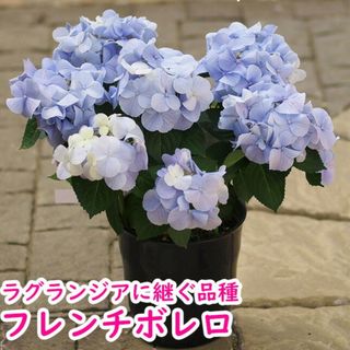 宿根草多根草ハイランジア紫陽花フレンチボレロ♪花付き抜群安心国産メーカーポット尚(その他)