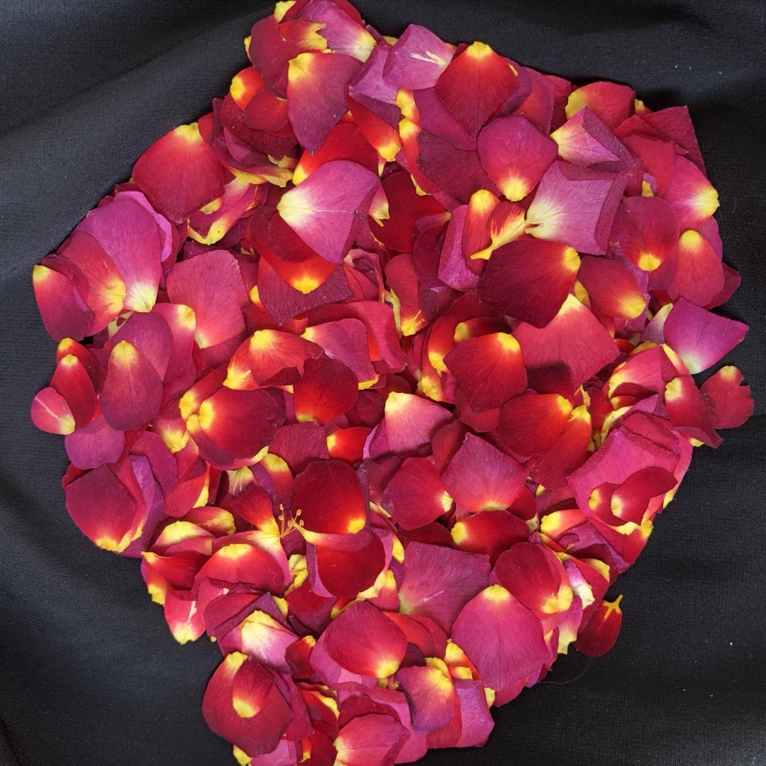 ミニ薔薇 花びらの押し花1gセット☆レジンアクセサリーなどに☆花弁 花
