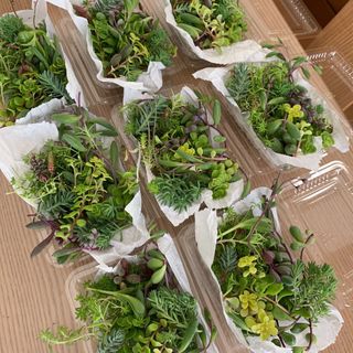 多肉植物　カット苗1パック 希望あれば育て方送ります　セダム  セット　寄せ植え(その他)