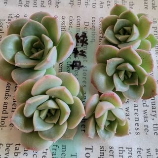 ヨシキティ様専用  多肉植物  緑牡丹  5カット(その他)