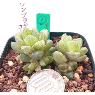 特価‼️群生‼️多肉植物 ハオルチア ウンブラティコーラ 抜き苗５(その他)