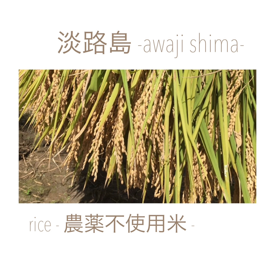 淡路島【 5kg 】お米 食品/飲料/酒の食品(米/穀物)の商品写真