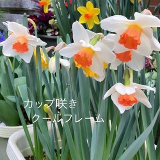 秋植え球根 大杯水仙 クールフレーム カップ咲き フリルオレンジカラー 1球根(その他)