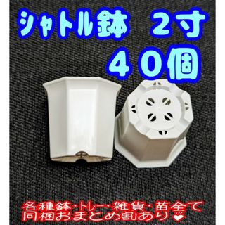 シャトル鉢【2寸】40個 プラ鉢 八角鉢 スリット鉢 プレステラ 多肉植物(プランター)