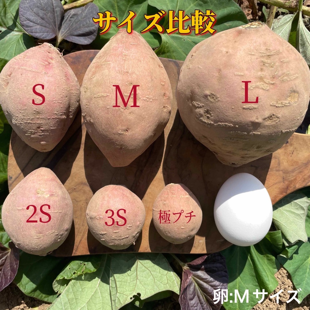 【絶品】種子島産  安納芋M 4kg(箱別) 食品/飲料/酒の食品(野菜)の商品写真