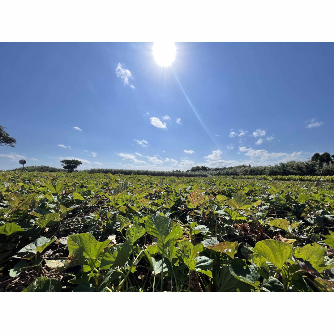 【絶品】種子島産  安納芋S 3kg(箱別) 食品/飲料/酒の食品(野菜)の商品写真