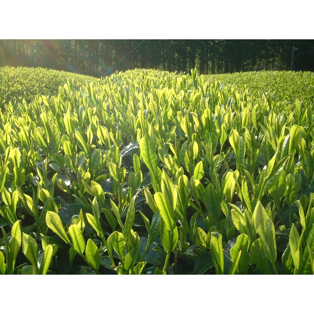 こだわりのお茶屋さんの特上粉茶■煎茶粉茶300g×10袋★合計３kg ★お茶★ 食品/飲料/酒の飲料(茶)の商品写真