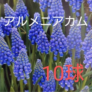 ムスカリ アルメニアカム 球根10球 発芽中(その他)